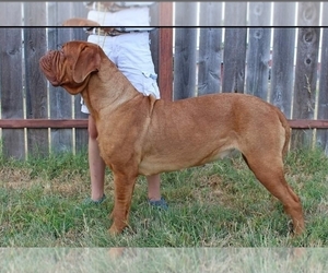 Mother of the Dogue de Bordeaux puppies born on 05/20/2022