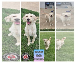 Goldendoodle Dogs for adoption in Georgetown, KY, USA