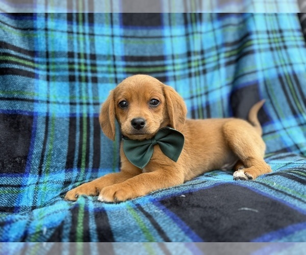 Medium Photo #1 Beagle-Labradoodle Mix Puppy For Sale in LAKELAND, FL, USA