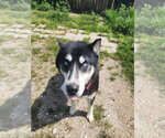 Small #3 Siberian Husky