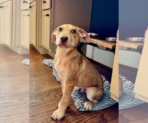 Mutt Dogs for adoption in Germantown, OH, USA