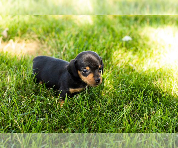 Medium Photo #5 Dachshund Puppy For Sale in NAPPANEE, IN, USA