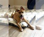 Small #9 American Staffordshire Terrier-German Shepherd Dog Mix