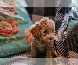 Cockapoo Puppy for sale in MORAVIA, NY, USA