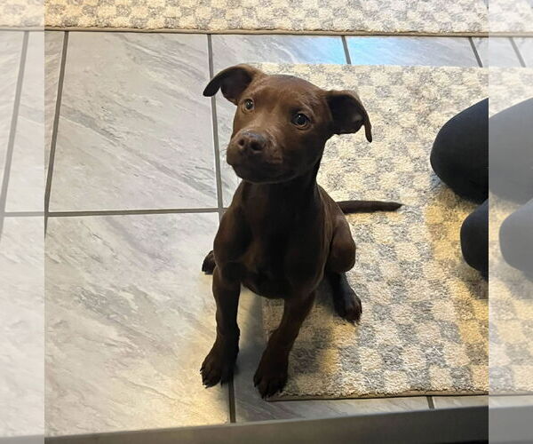 Medium Photo #1 Labrador Retriever-Unknown Mix Puppy For Sale in SHERBURNE, NY, USA