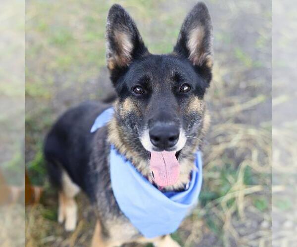 Medium Photo #1 German Shepherd Dog Puppy For Sale in San Antonio, TX, USA