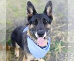 Small German Shepherd Dog