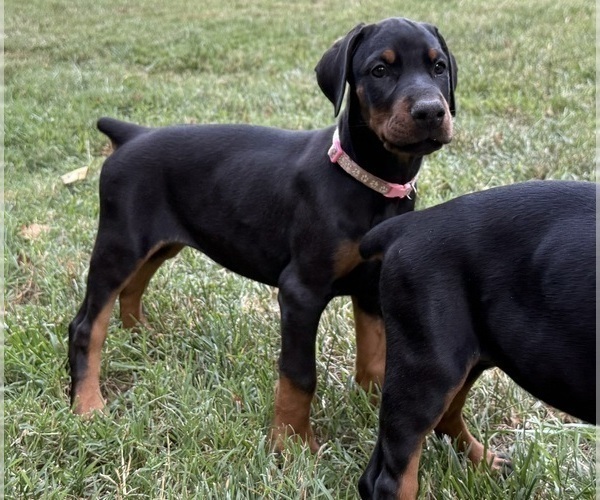 Medium Photo #1 Doberman Pinscher Puppy For Sale in NEWTON, NC, USA