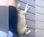 Small #2 Labrador Retriever Mix