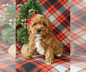 Cavapoo-Poodle (Miniature) Mix Puppy for sale in NEW PROVIDENCE, PA, USA