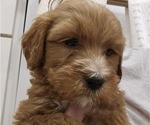 Puppy Bob Doodle-Goldendoodle Mix