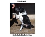 Small Photo #1 Australian Cattle Dog-Border Collie Mix Puppy For Sale in CLARE, MI, USA