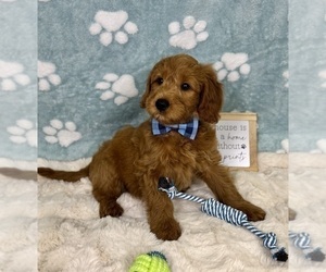 Goldendoodle mix (+ Poodle Miniature) Puppy for sale in NOBLESVILLE, IN, USA