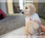 Small #6 Goldendoodle