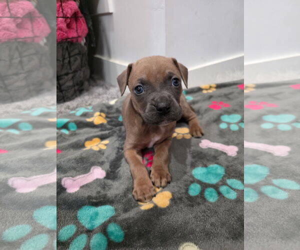 Medium Photo #6 Bullboxer Pit Puppy For Sale in MIDWAY, UT, USA