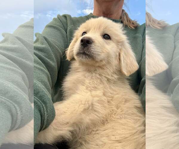 Medium Photo #4 Anatolian Pyrenees Puppy For Sale in Houston, TX, USA