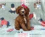 Buttercup - Female Cavapoo (Miniature) Puppy for Sale - Photo #2