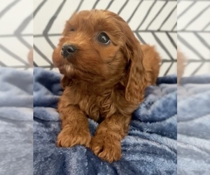 Cavalier King Charles Spaniel-Poodle (Toy) Mix Puppy for sale in EDWARDSBURG, MI, USA