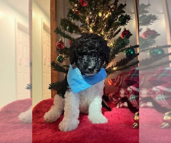 Medium Photo #2 Poodle (Standard) Puppy For Sale in CLEVELAND, TN, USA