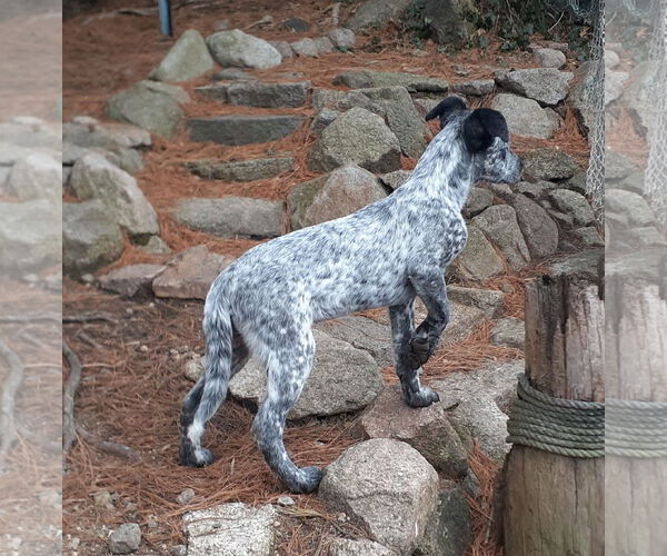 Medium Photo #7 Mutt Puppy For Sale in Garden City, NY, USA