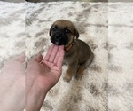 Small Photo #2 Cane Corso-German Shepherd Dog Mix Puppy For Sale in FERNLEY, NV, USA