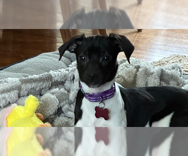 Medium Photo #3 Dachshund-Unknown Mix Puppy For Sale in Mundelein, IL, USA