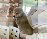 Hudson - Male Shiba Inu Puppy for Sale - Photo #2