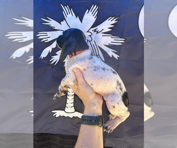 Medium Photo #3 German Shorthaired Pointer Puppy For Sale in GREENVILLE, SC, USA