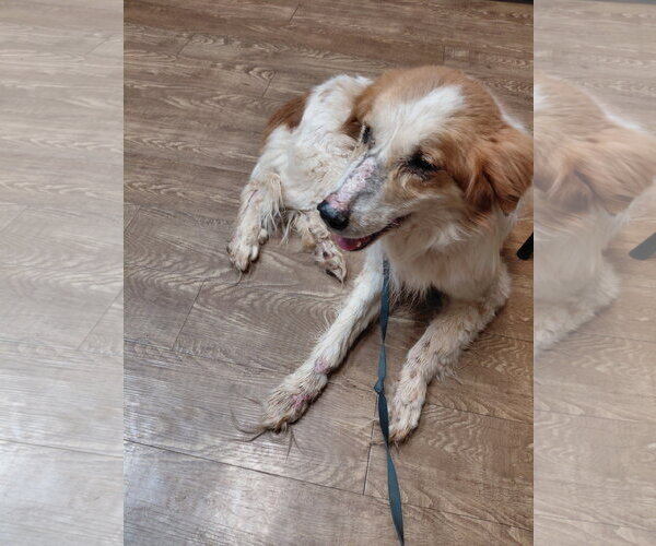 Medium Photo #1 Great Pyrenees-Unknown Mix Puppy For Sale in Chandler, AZ, USA