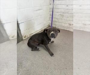 American Pit Bull Terrier Dogs for adoption in San Bernardino, CA, USA