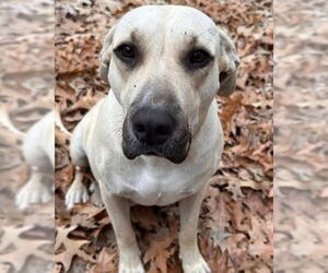 Shepradors Dogs for adoption in Alexander, AR, USA