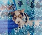 Small #2 Yorkshire Terrier