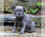 Small Photo #1 French Bulldog Puppy For Sale in LEBANON, PA, USA