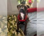Small #3 American Pit Bull Terrier Mix