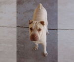 Small Chinese Shar-Pei