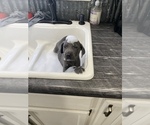 Small Photo #10 Weimaraner Puppy For Sale in BLAIR, WI, USA