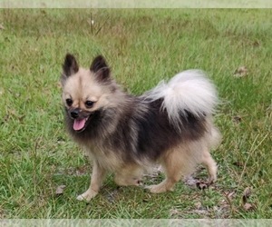 Mother of the Pomeranian puppies born on 08/16/2022