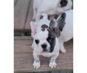French Bulldog Puppy for sale in ROCK ISLAND, TN, USA