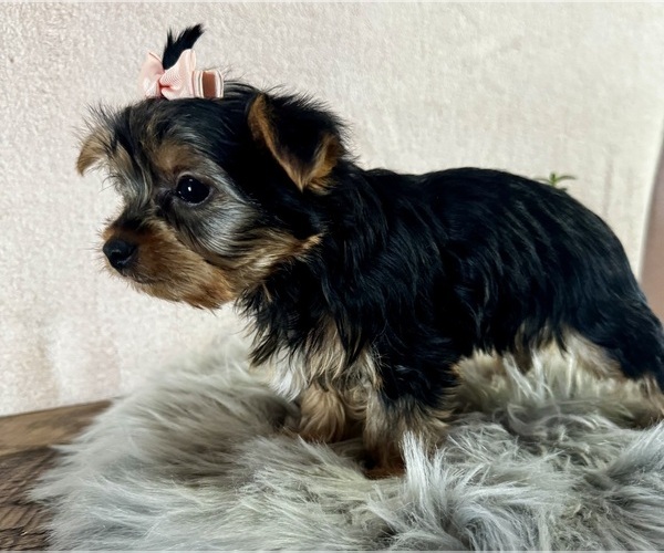Medium Photo #4 Yorkshire Terrier Puppy For Sale in NAPPANEE, IN, USA