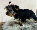 Small #3 Yorkshire Terrier