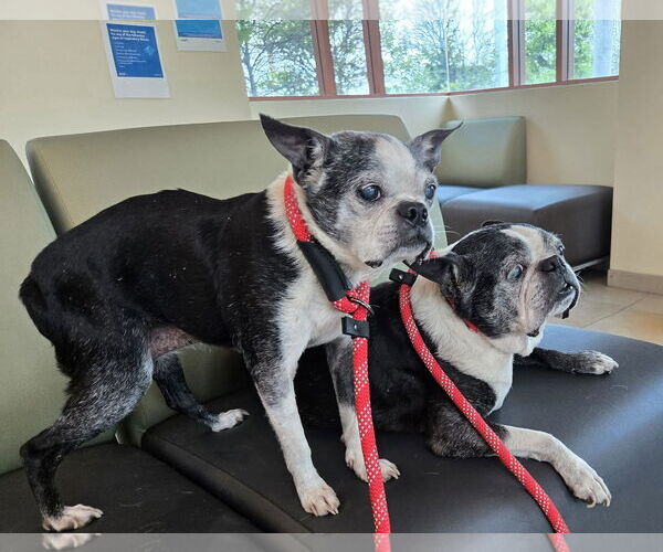 Medium Photo #1 Boston Terrier Puppy For Sale in Huntington Beach, CA, USA