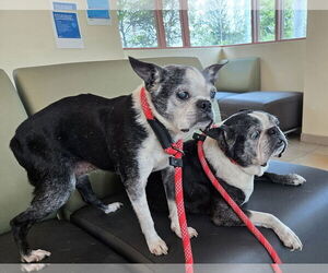 Boston Terrier Dogs for adoption in Huntington Beach, CA, USA