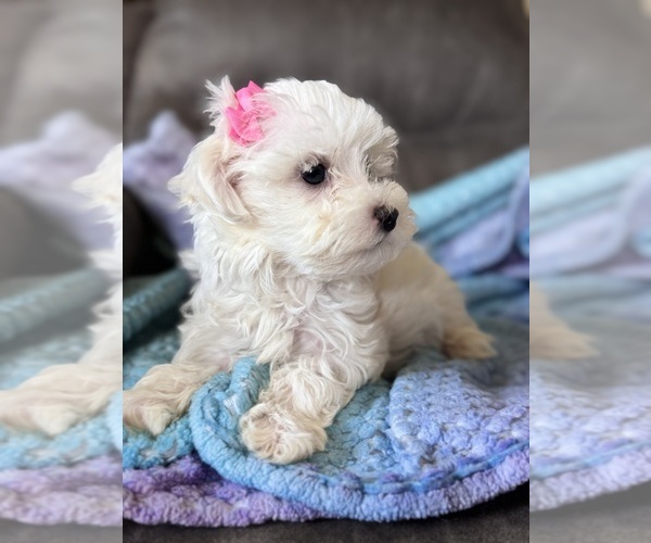 Medium Photo #16 Maltese Puppy For Sale in SEAGROVE, NC, USA
