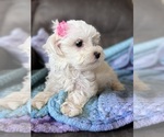 Small #15 Maltese