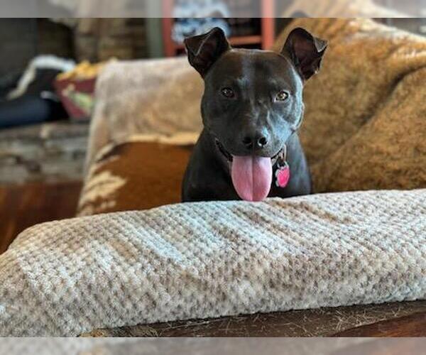 Medium Photo #22 Mutt Puppy For Sale in Holly Springs, NC, USA