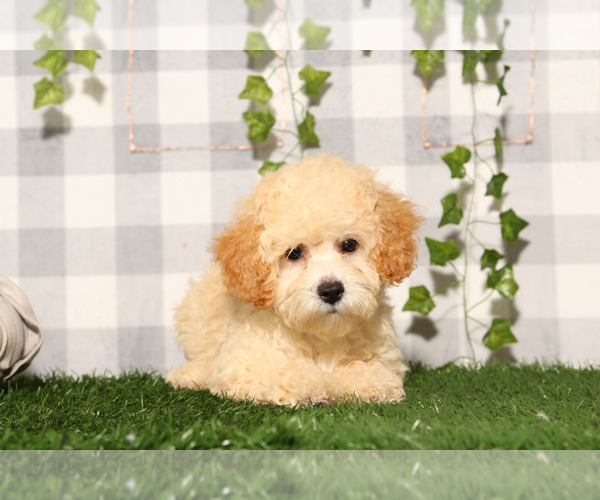 Medium Photo #1 Bichpoo Puppy For Sale in MARIETTA, GA, USA