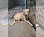 Small #6 Labrador Retriever Mix
