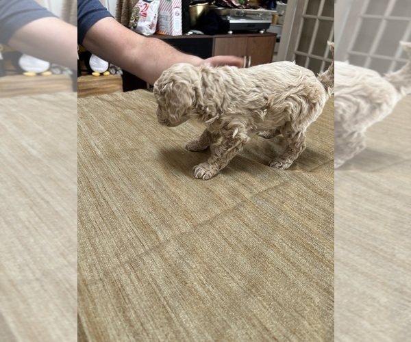 Medium Photo #42 Poodle (Miniature) Puppy For Sale in EAST AMHERST, NY, USA