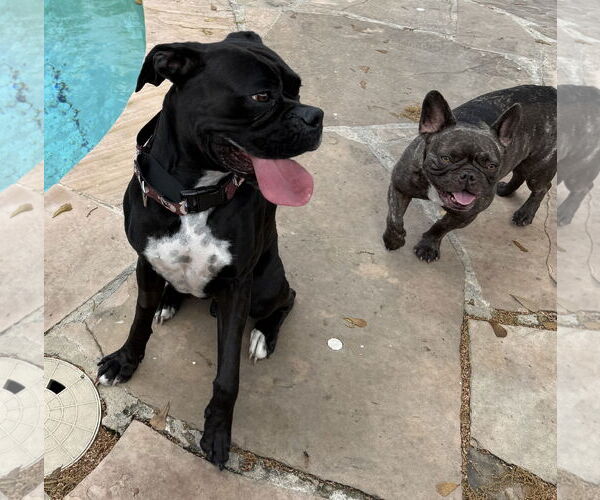 Medium Photo #2 Boxer Puppy For Sale in  Katy, TX, USA