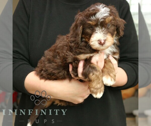 Medium Photo #4 Bernedoodle (Miniature) Puppy For Sale in LANCASTER, PA, USA
